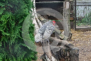 Sebright Bantam rooster sits on pole