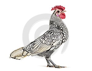 Sebright chicken, standing against white background