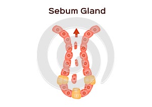 Sebum oil gland in human skin photo