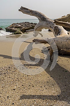 Sec tree on a savage beach near Varna
