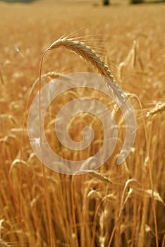 Secale cereal, Rye, Allergens Plants