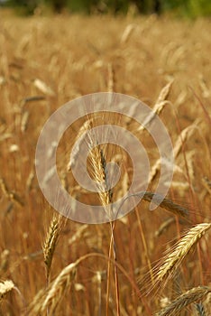 Secale cereal, Rye, Allergens Plants