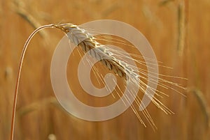 Secale cereal, Rye, Allergens Plants