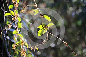 Secamone villosa Blume on natural trees