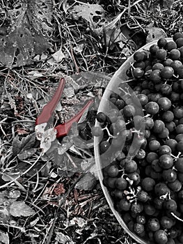 Secateur and grapes.