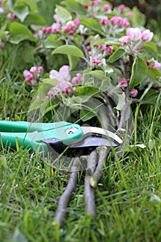 Secateurs with apple branches photo