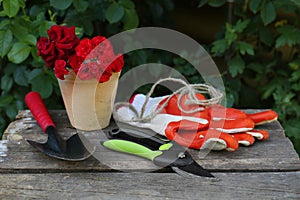 Secateurs, flowers and other gardening tools on wooden table outdoors