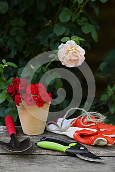 Secateurs, flowers and other gardening tools on wooden table outdoors