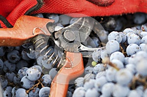 Secateurs and gloves in a crate with Merlot grapes