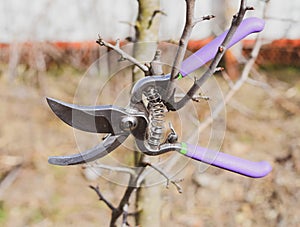 Secateurs hanged on a pear branch. Pruning pear branches pruners