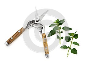 Secateurs and Marjoram Herb photo