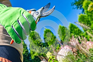 Secateurs Tool in Gardeners Hand Close Up