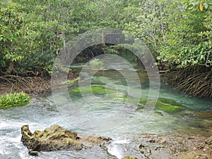 Secenic nature beautiful view in the wood the forest with clear water