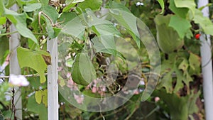 Sechium edule or Chayote