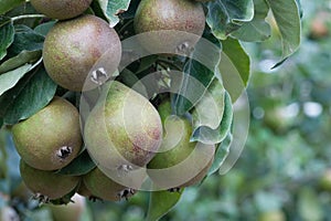 Seckel pears
