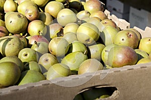 Seckel Pears