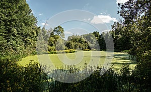 A Secluded Algae Covered Pond photo