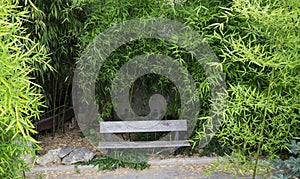 Secluded bench surrounded by lush bamboo