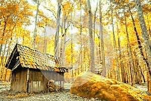 A secluded cabin in an autumn forest