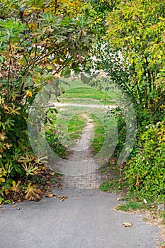 Secluded Cobblestone Pathway Amidst Greenery