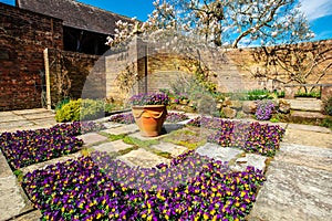 Secluded corner of old flagged English garden with violas and magnolia tree. photo