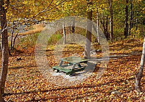 Secluded picnic table amongst fall leaves and forest