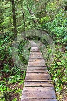 Secluded rainforest boardwalk pathway