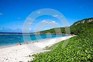 A secluded sandy beach covered with greenery.