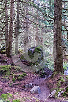 A secluded spot in Hemlock Grove in Canada`s Glacier National Park