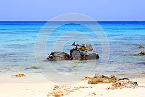 Secluded turquoise beach in Aruba, Caribbean Blue sea, Duth Antilles