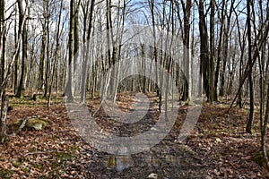 Secluded walking path in the late fall woods.