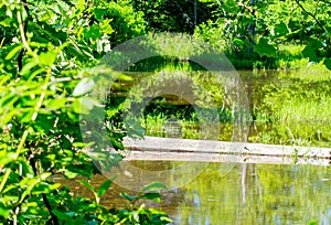 Secluded Woodland Pond