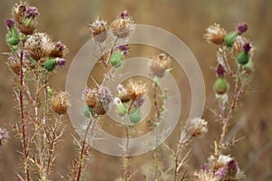 Second Flowering in long Summer
