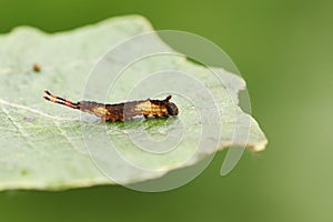 Second instar of a tiny Puss Moth Caterpillar Cerura vinulais feeding on an Aspen tree leaf Populus tremula in woodland.