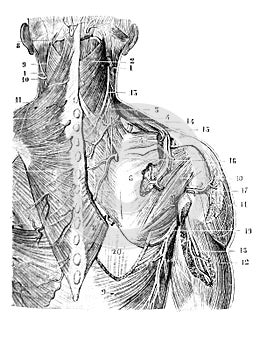 Second layer of the muscles of the posterior vertebral region in the old book D`Anatomie Chirurgicale, by B. Anger, 1869, Paris