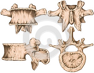 Second lumbar vertebra, left lateral, anterior, posterior, superior view