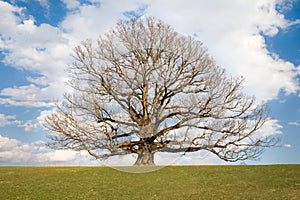 Tipos el más antiguo blanco Roble un árbol en Estados Unidos de América 