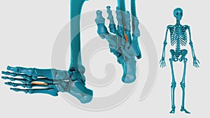 Second plantar interosseous of foot on a white background- 3D model