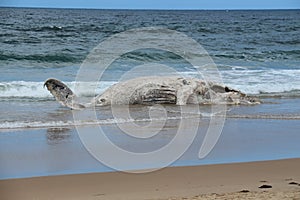 Second whale beaches itself on Broulee