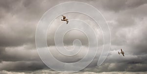 A second world war plane flying through storm clouds with a seagull