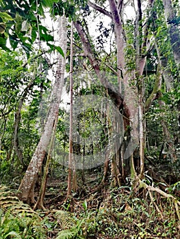 Secondary forest in Thomson nature park