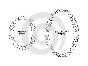 Secondary and primary teeth anatomy. Child and adult jaw illustration. Adult and child tooth arrival chart. Secondary