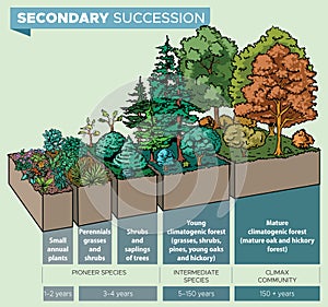 Secondary succession