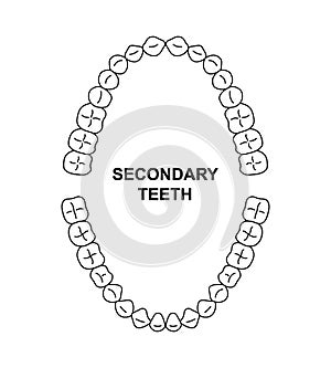 Secondary teeth dentition anatomy. Adult human upper and lower jaw. Adult tooth arrival chart. Permanent teeth