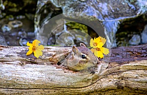 Chipmunk in hollow log finds flowers