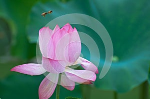 Lotus and bee