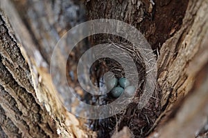 Secret bird nest of Common Blackbird Turdus merula with 4 turquoise colored eggs