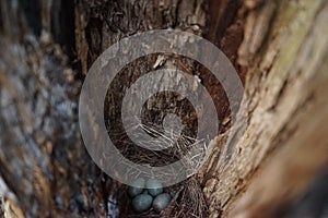 Secret bird nest of Common Blackbird Turdus merula with 4 turquoise colored eggs photo