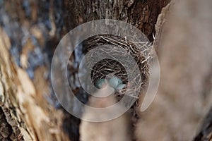 Secret bird nest of Common Blackbird Turdus merula with 4 turquoise colored eggs photo