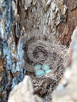 Secret bird nest of Common Blackbird Turdus merula with 4 turquoise colored eggs photo